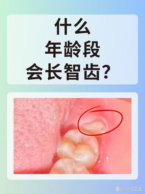 智齿长在什么地方