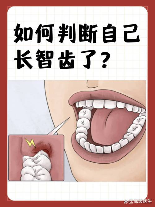智齿长在什么地方