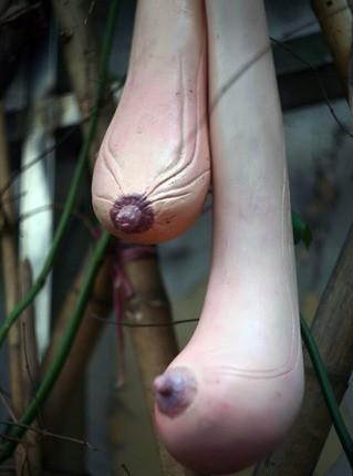 女人的奶是什么样的