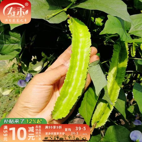 冬天种什么豆