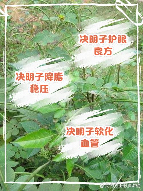 决明子和什么泡水减肥