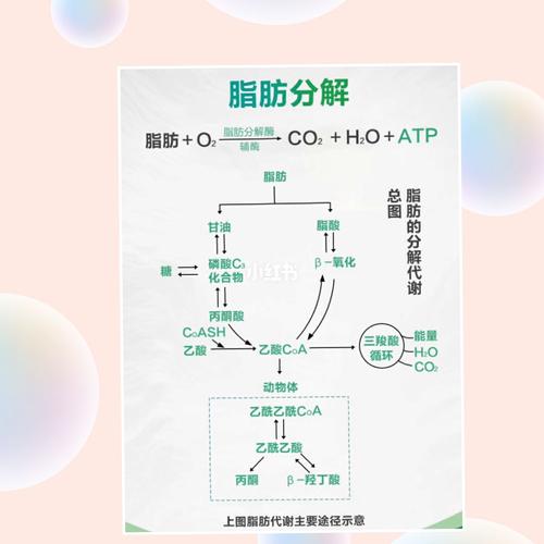 脂肪靠什么分解