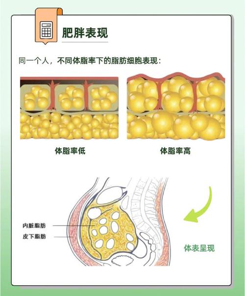 脂肪靠什么分解