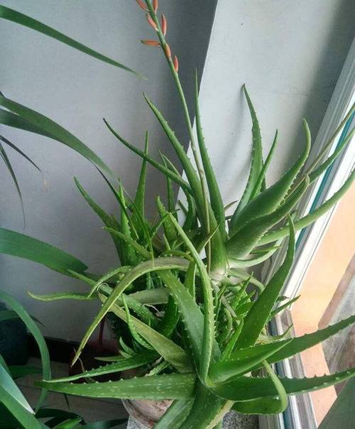 芦荟长什么