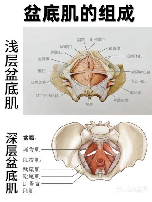 肌底是什么