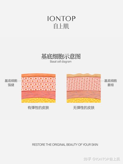 肌底是什么