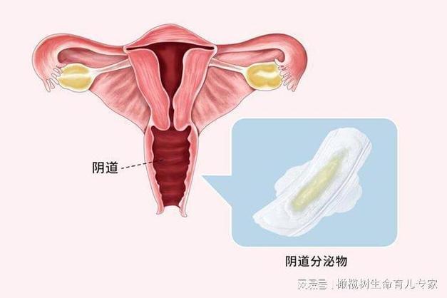 阴道长的什么样