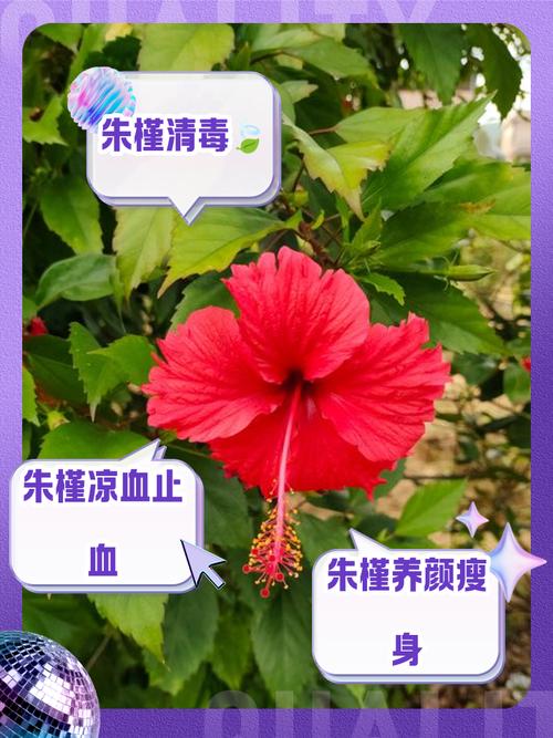 什么花泡水减肥