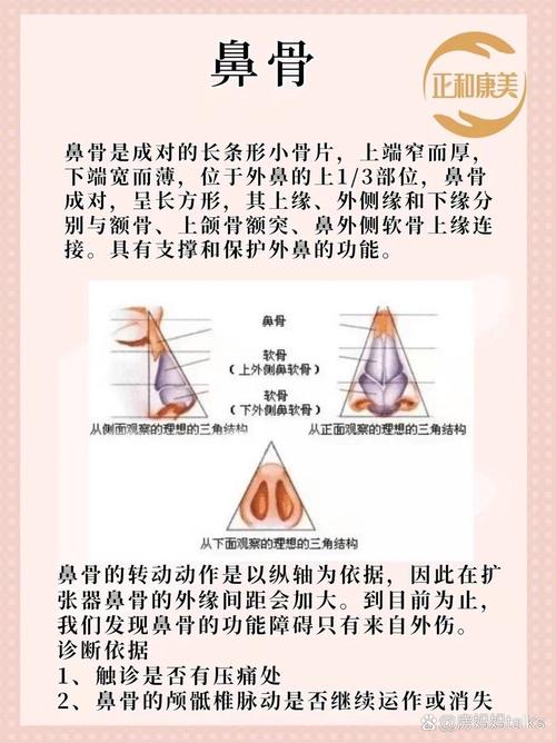 什么是鼻骨