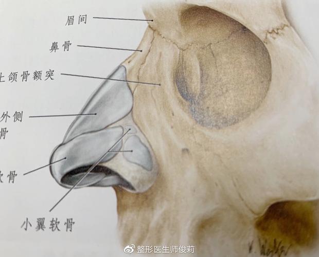 什么是鼻骨