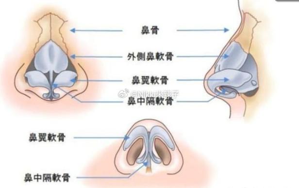 什么是鼻骨