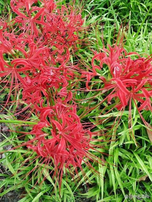 三生花是什么