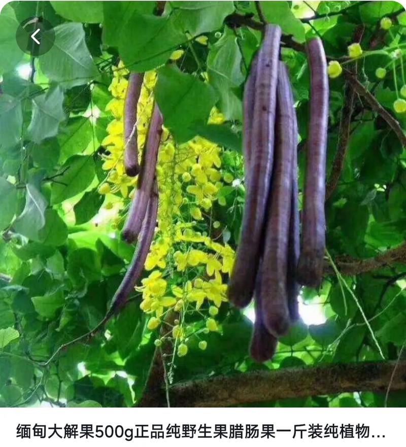 排毒便秘减肥吃什么果孑