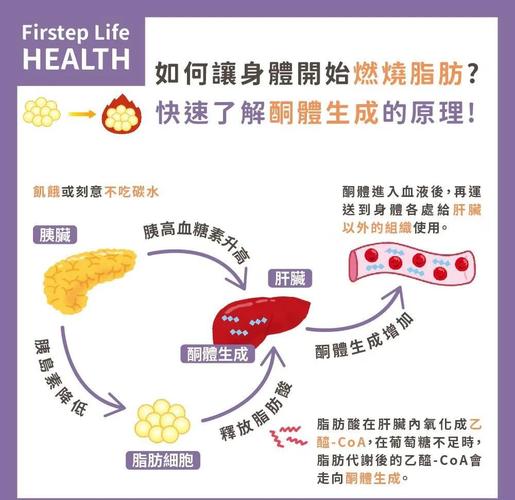 减肥都是什么原理