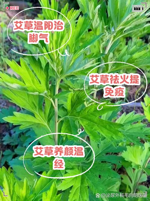 艾叶和什么可以减肥吗