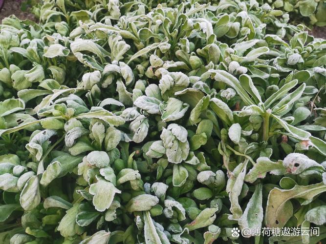 什么时候会下霜
