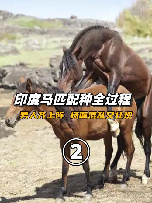 男马配什么