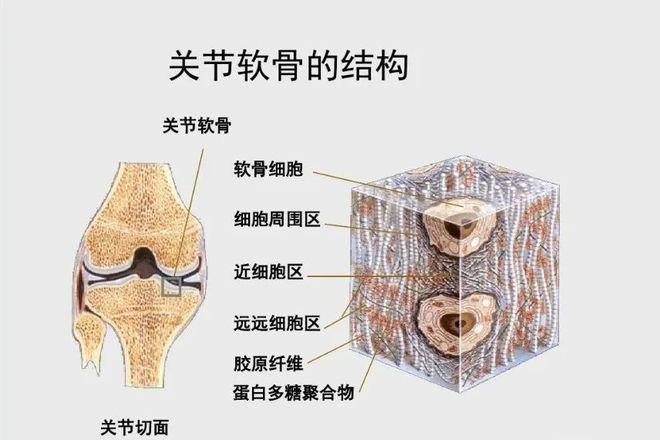 软骨属于什么组织