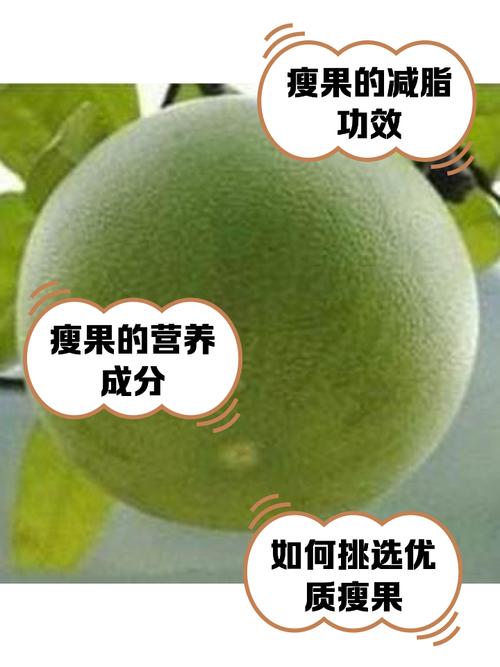 减肥果是什么样的