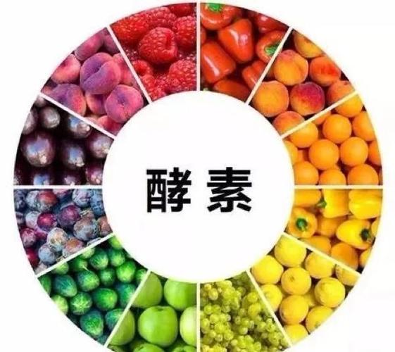 酵素什么时间段吃减肥