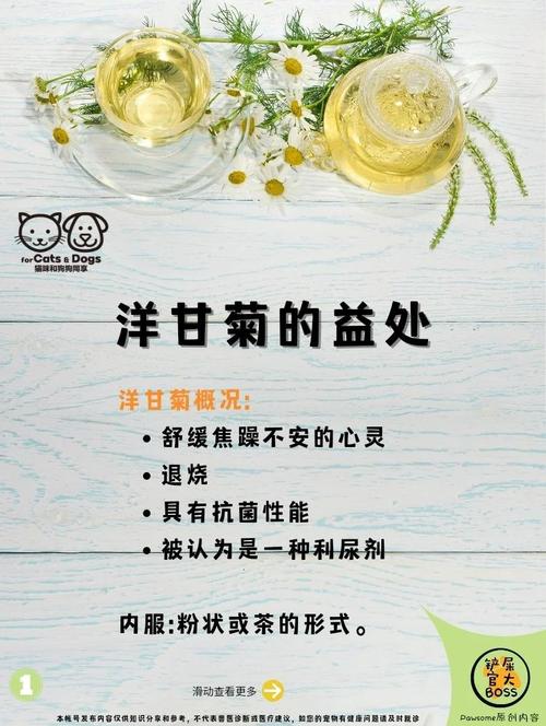 洋甘菊是什么味道