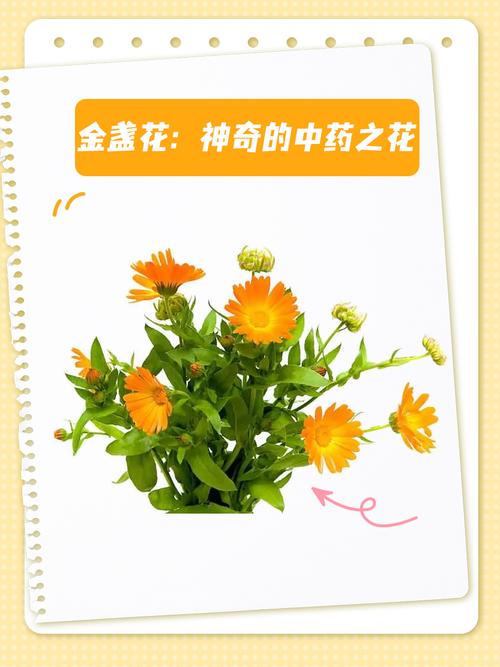 金盏花什么味道