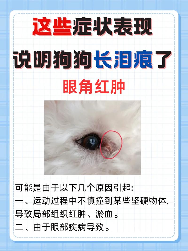 狗什么是泪痕