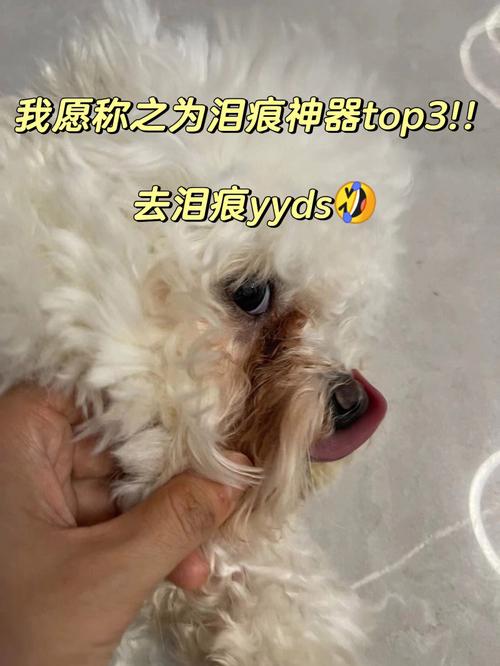 狗什么是泪痕