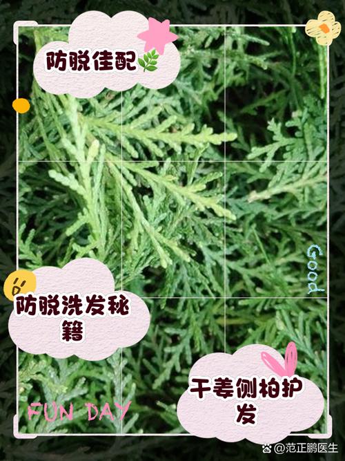 什么东西治脱发