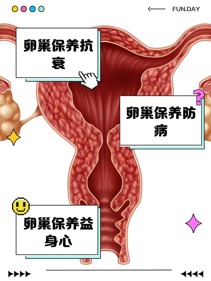 卵巢起什么作用