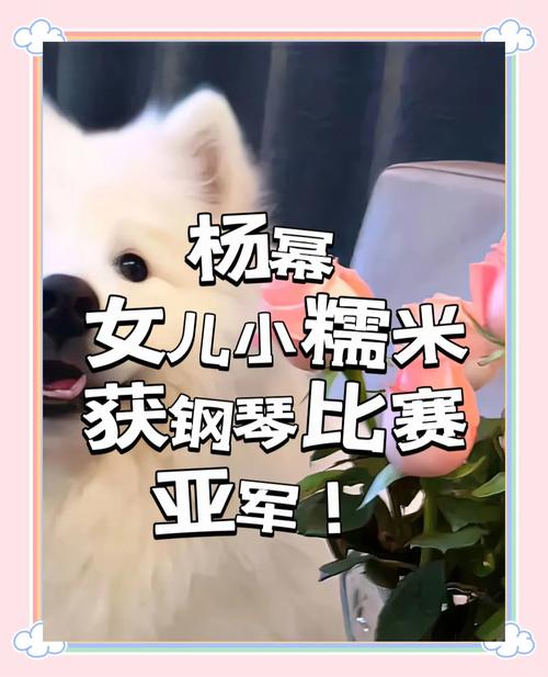 明星学什么