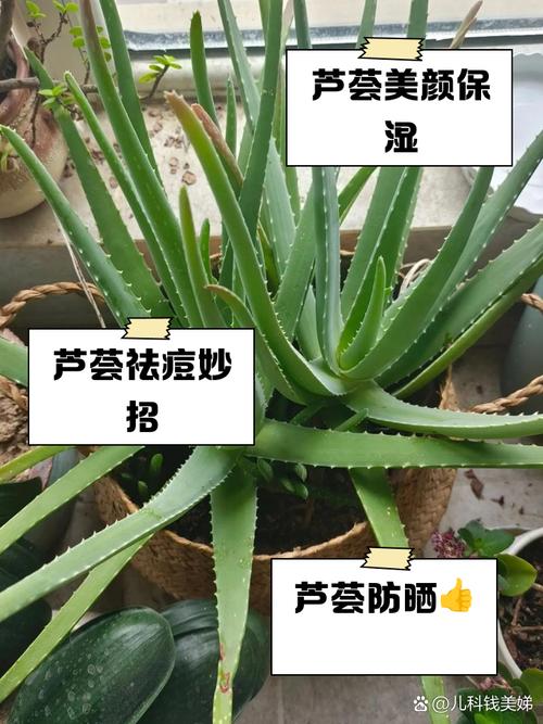 抹脸用什么