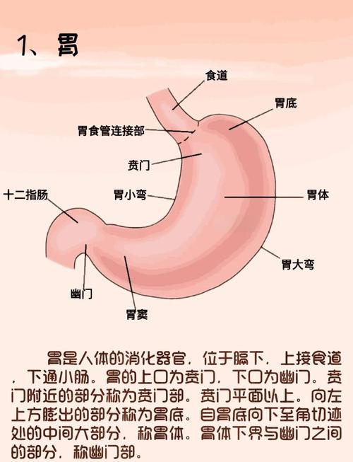 切胃为什么可以减肥