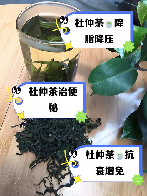 杜仲茶适合什么人减肥