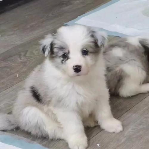 黄白什么色