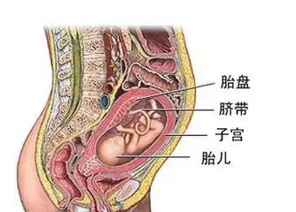 胎盘是什么样的图片
