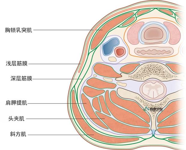 什么是筋膜层