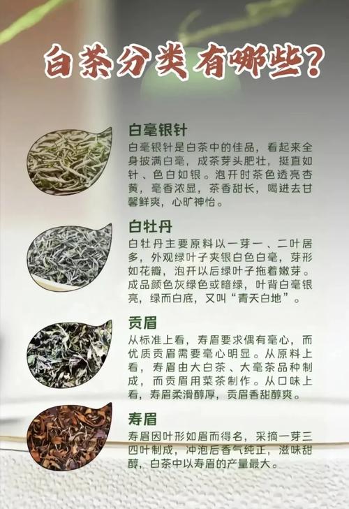 白茶什么时候喝减肥