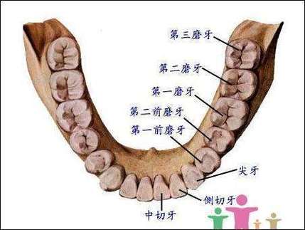 什么是牙列