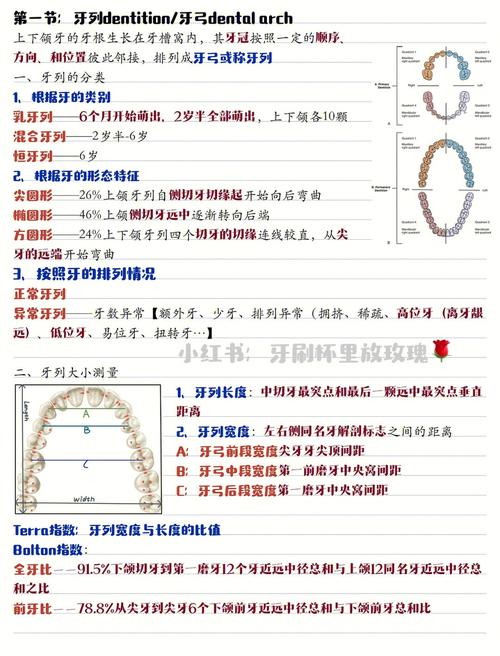 什么是牙列