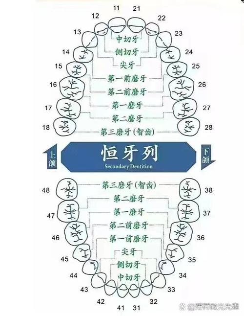 什么是牙列