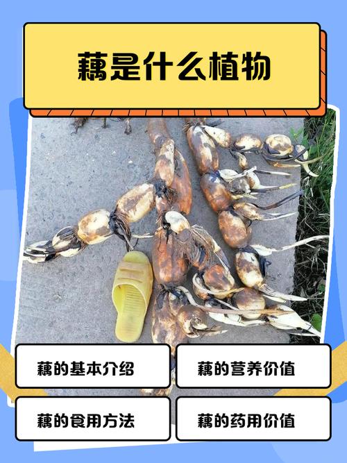 藕是什么色