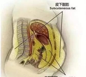 什么脂肪多