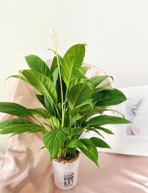 什么植物可以美白