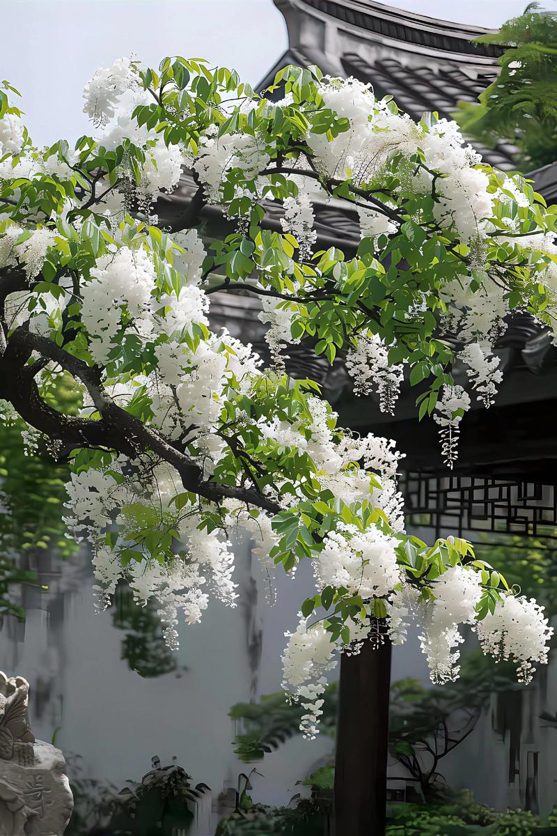 流苏代表什么意思