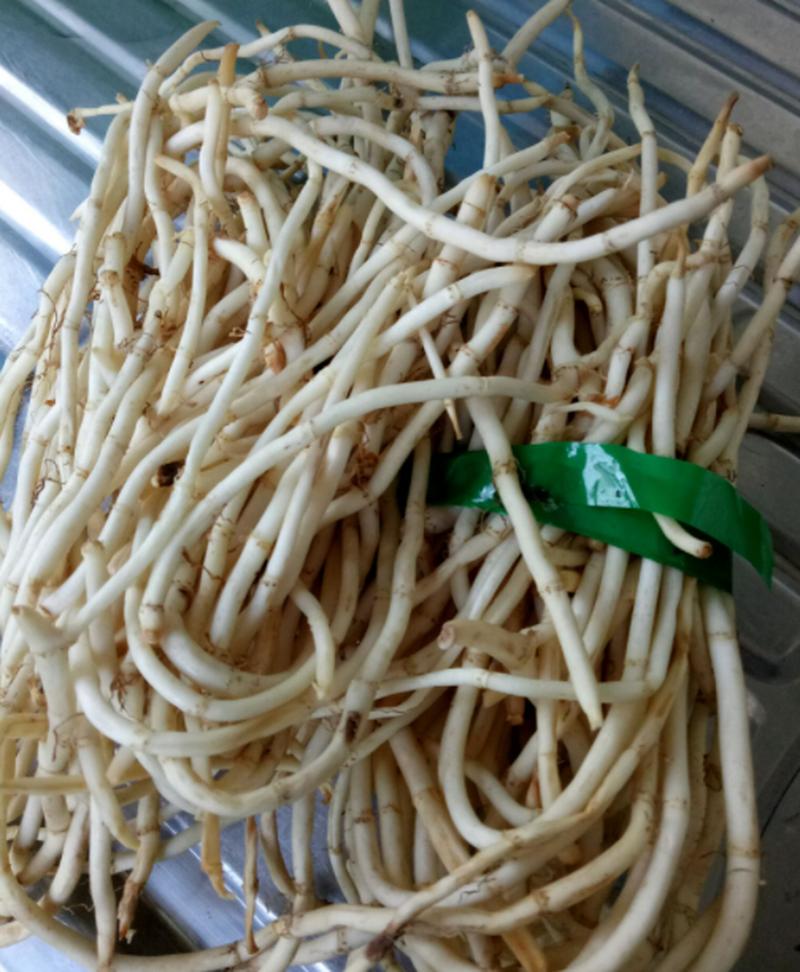 什么草药可以减肥图片