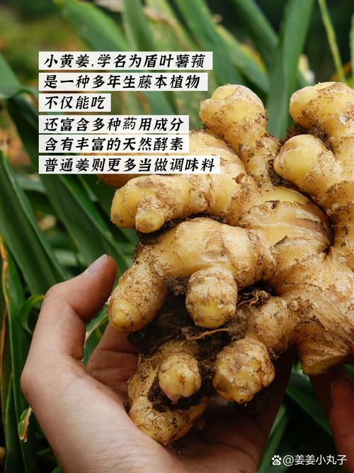 姜糖水减肥什么时候喝