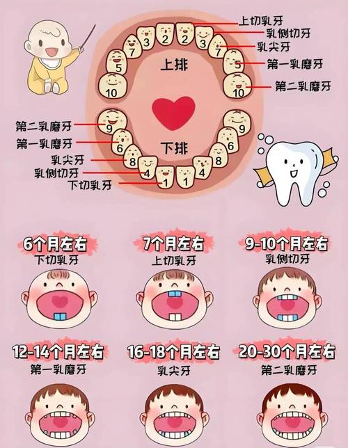什么是前牙