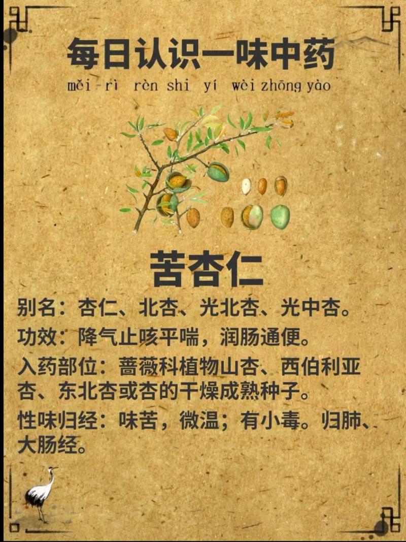 苦杏仁有什么作用