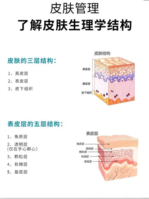 什么是皮肌